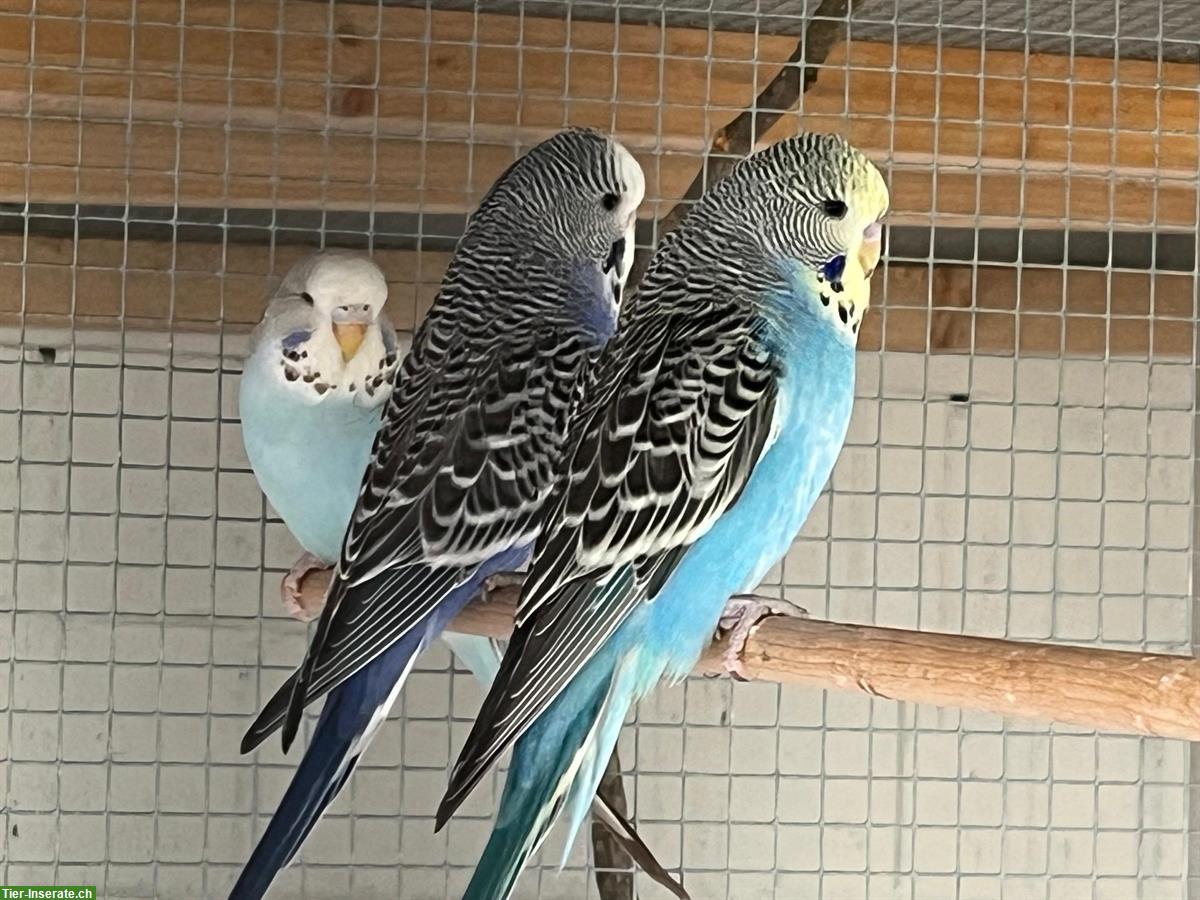 Bild 4: Junge Wellensittiche in diversen Farben zu verkaufen