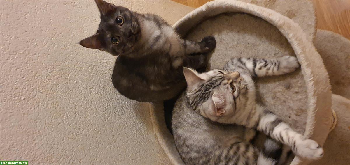 Mischling Katzenbabys zu vergeben