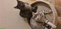 Mischling Katzenbabys zu vergeben