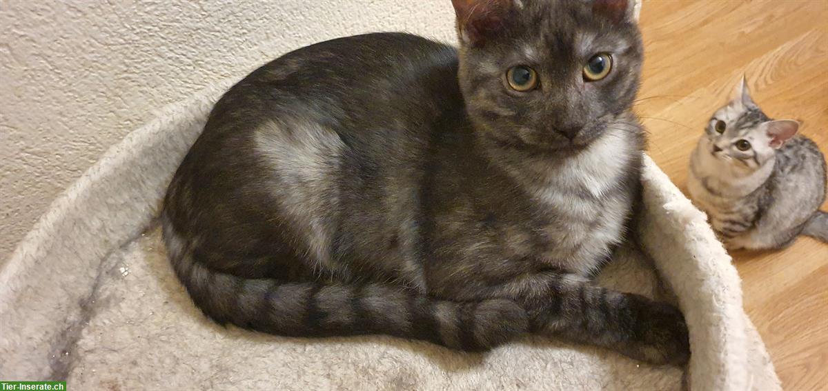 Bild 3: Mischling Katzenbabys zu vergeben