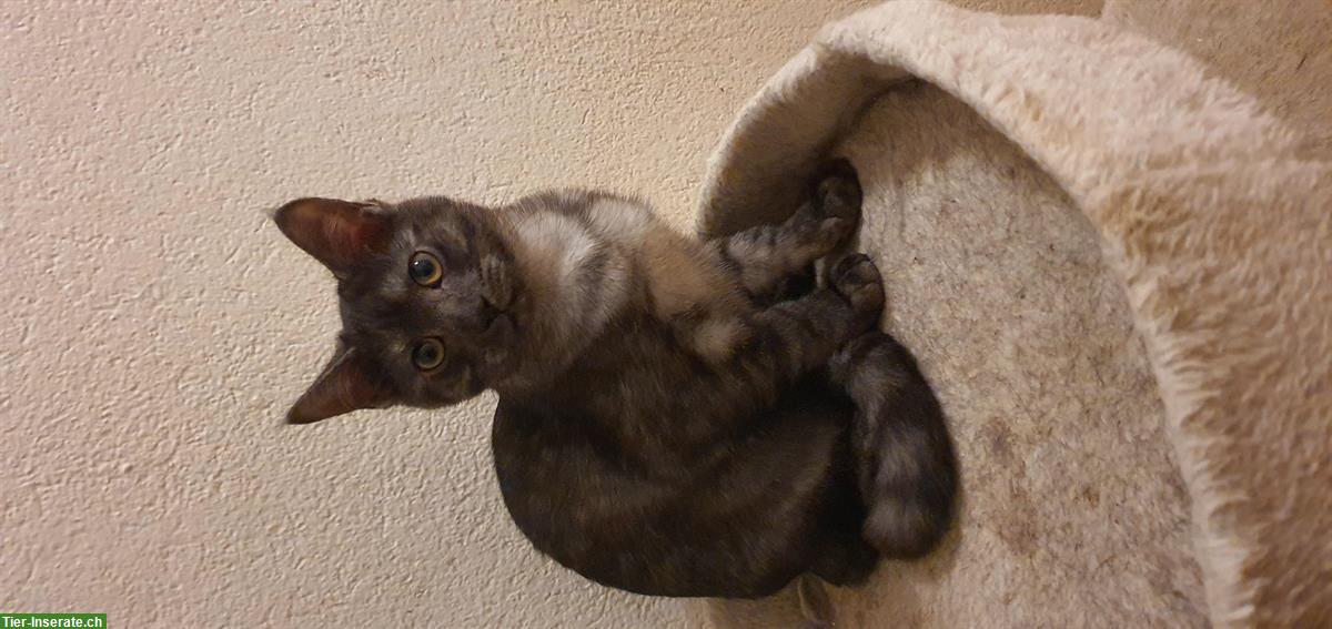 Bild 4: Mischling Katzenbabys zu vergeben