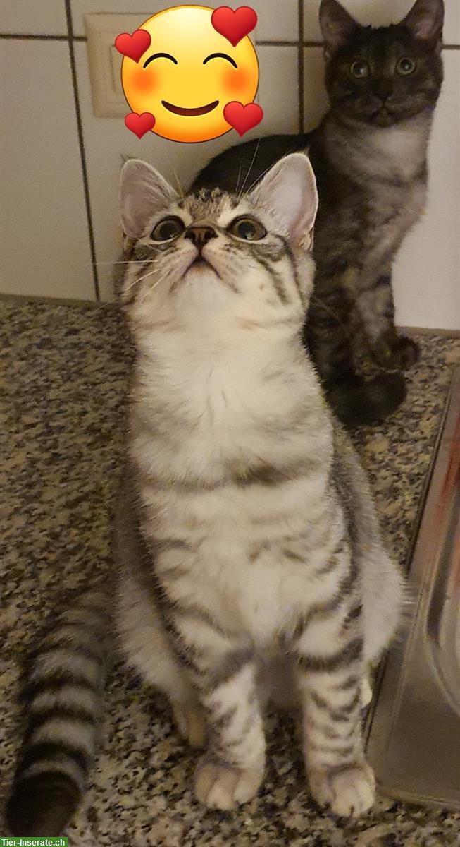 Bild 5: Mischling Katzenbabys zu vergeben
