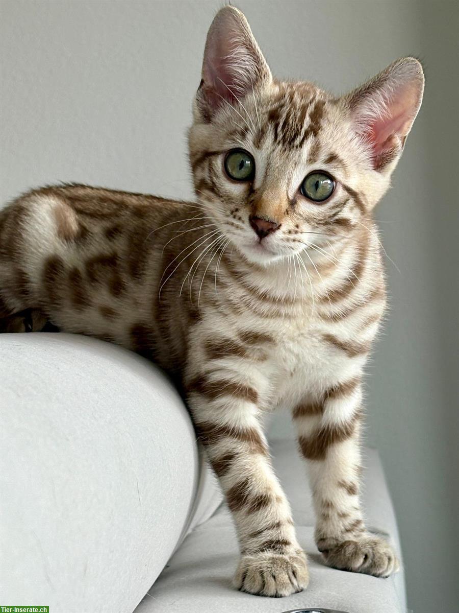 Bengal Kitten aus Katzenzucht in Zürich