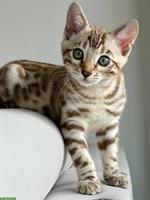 Bengal Kitten aus Katzenzucht in Zürich