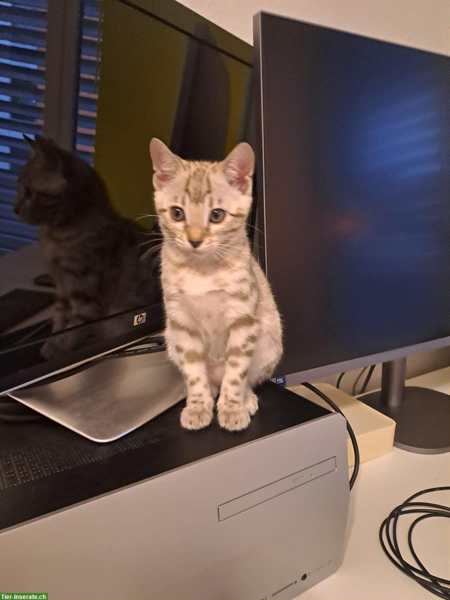 Bild 2: Bengal Kitten aus Katzenzucht in Zürich