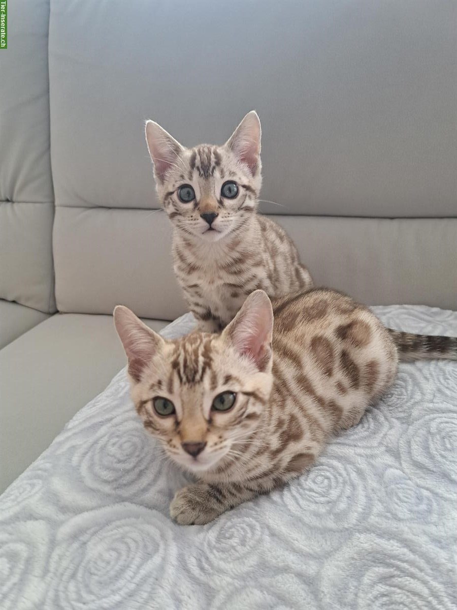 Bild 3: Bengal Kitten aus Katzenzucht in Zürich