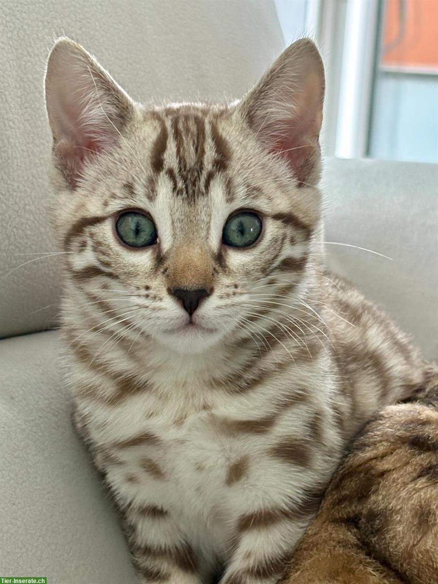Bild 4: Bengal Kitten aus Katzenzucht in Zürich