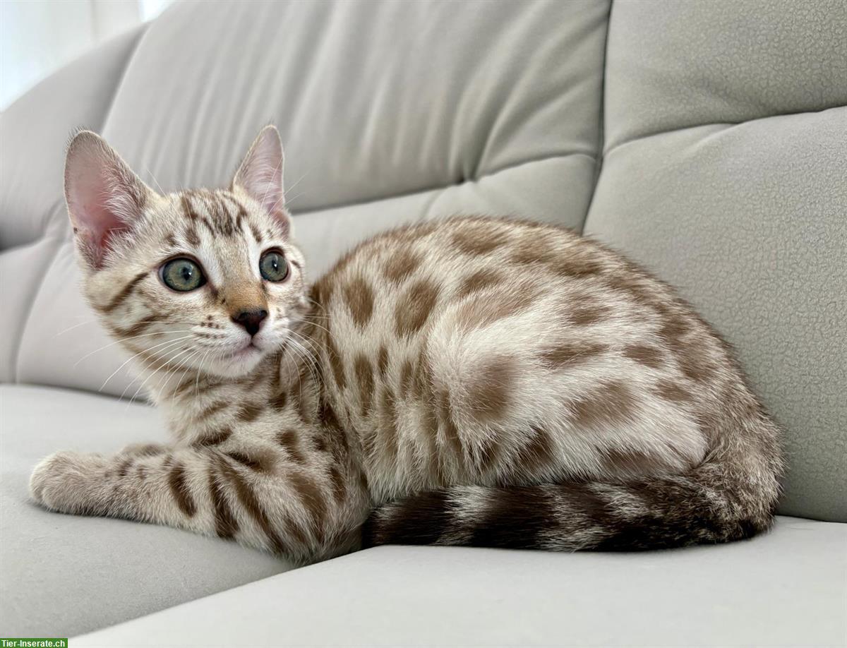 Bild 5: Bengal Kitten aus Katzenzucht in Zürich