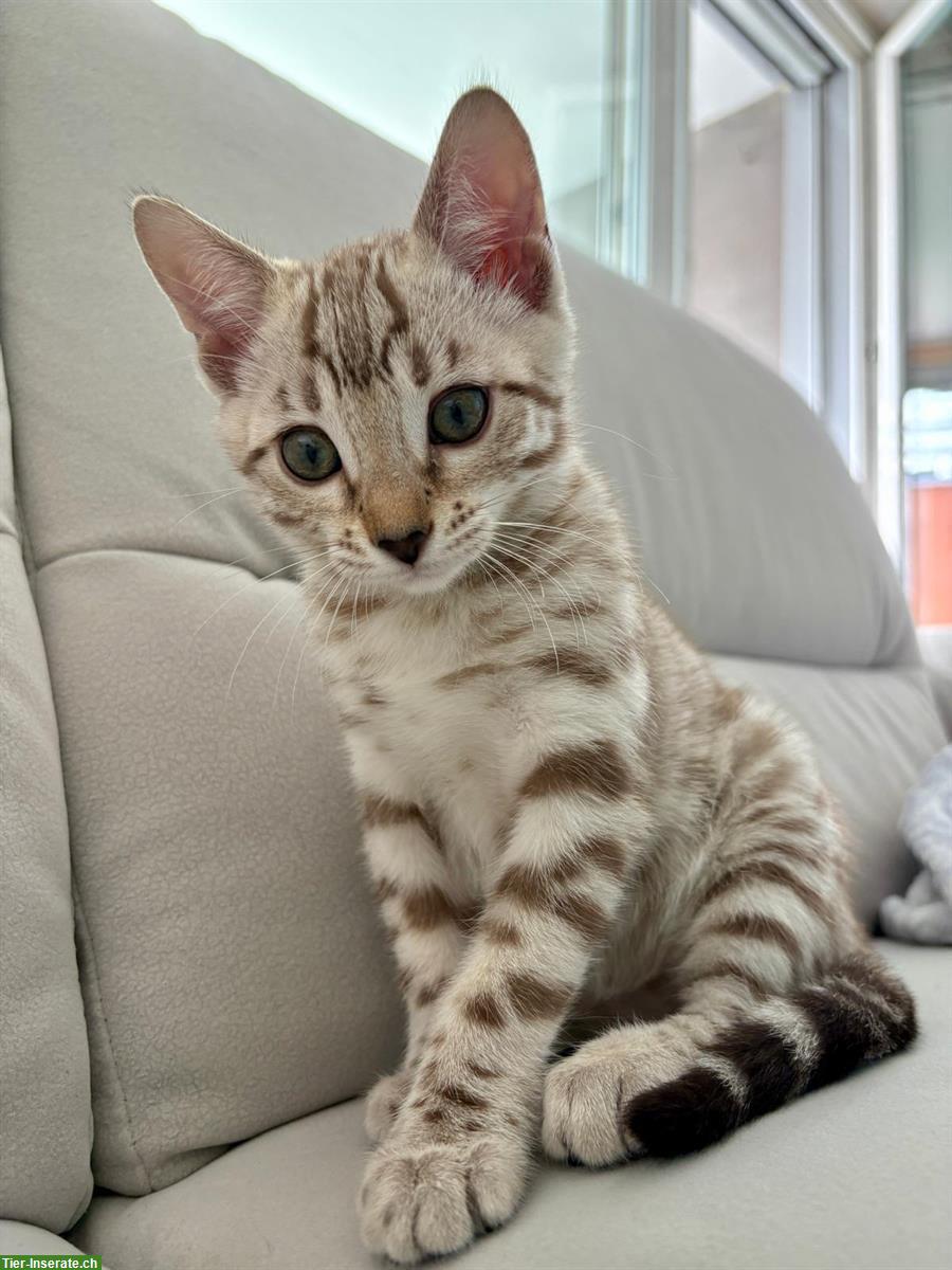 Bild 6: Bengal Kitten aus Katzenzucht in Zürich