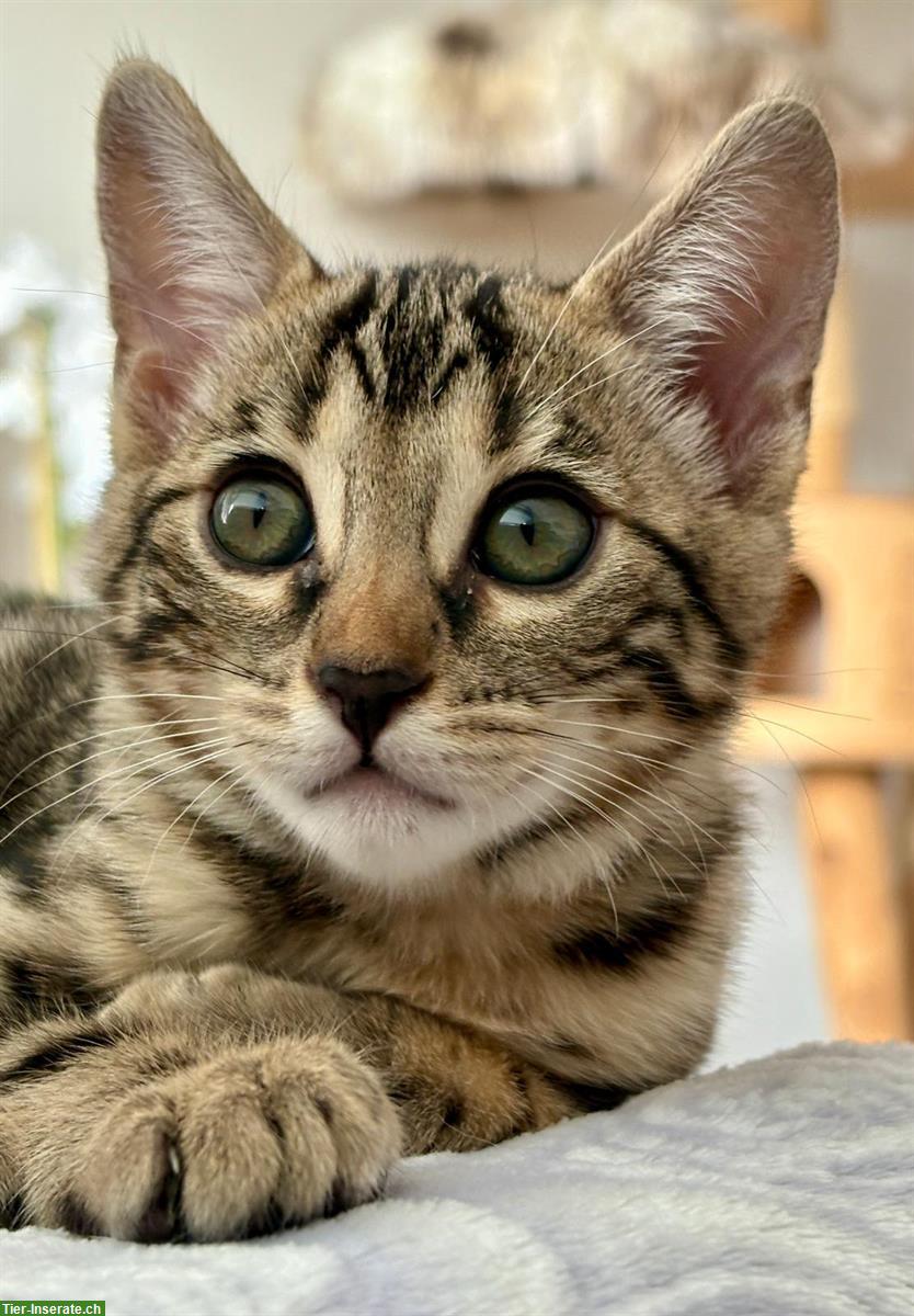 Bild 7: Bengal Kitten aus Katzenzucht in Zürich