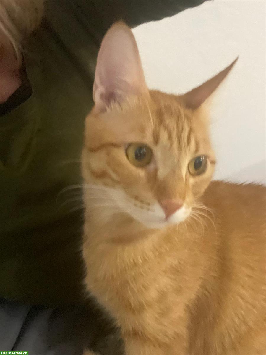 Zwei Kater, ehemals Strassenkatzen, suchen gemeinsames Zuhause
