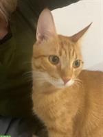 Zwei Kater, ehemals Strassenkatzen, suchen gemeinsames Zuhause