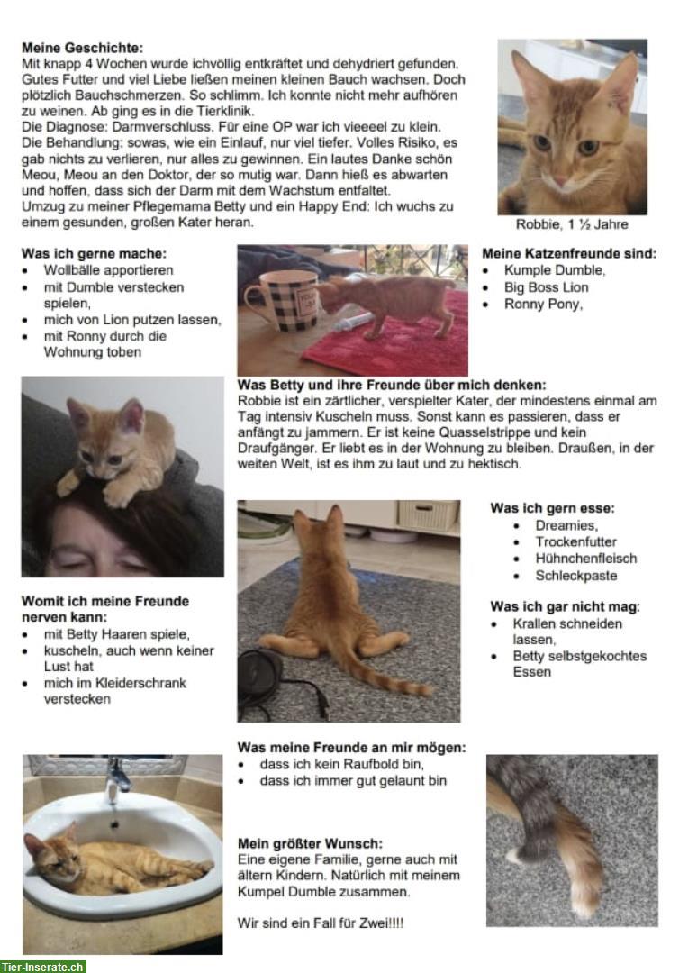 Bild 3: Zwei Kater, ehemals Strassenkatzen, suchen gemeinsames Zuhause