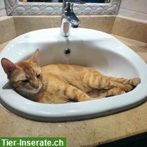 Bild 4: Zwei Kater, ehemals Strassenkatzen, suchen gemeinsames Zuhause