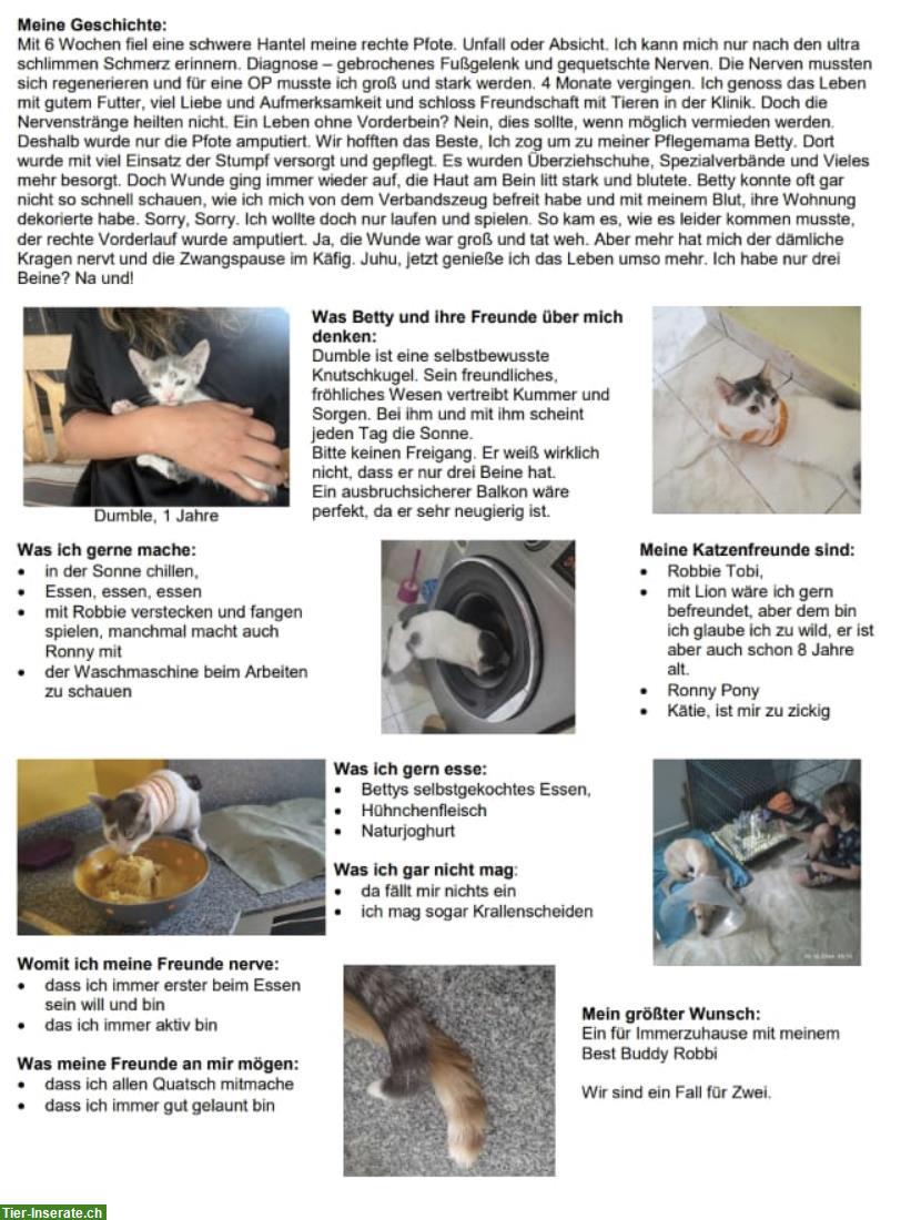 Bild 5: Zwei Kater, ehemals Strassenkatzen, suchen gemeinsames Zuhause