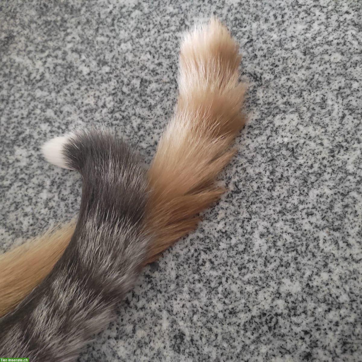 Bild 6: Zwei Kater, ehemals Strassenkatzen, suchen gemeinsames Zuhause