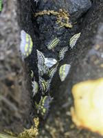 Junge Zierasseln (Armadillidium gestroi) schwarz-gelb