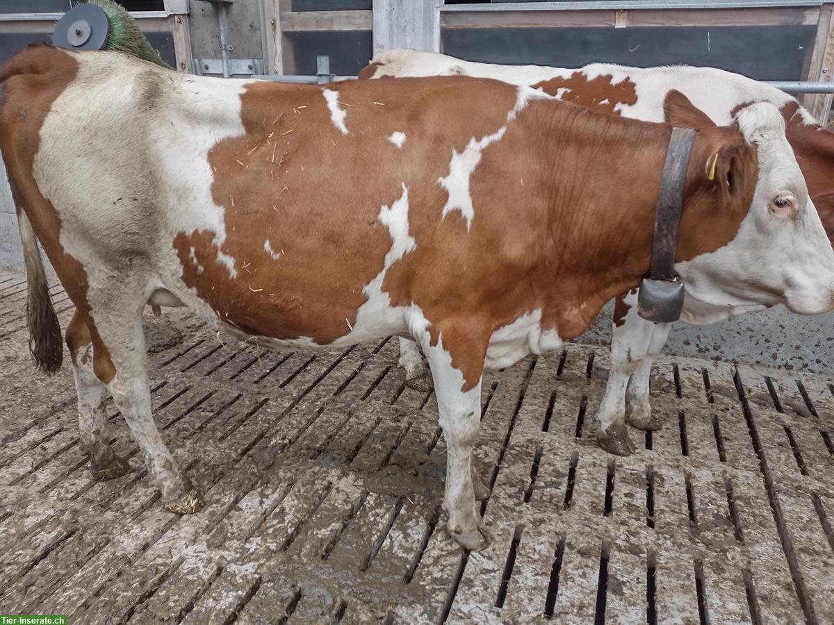 Montbéliard Milchkuh (gekalbt) zu verkaufen