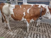 Montbéliard Milchkuh (gekalbt) zu verkaufen