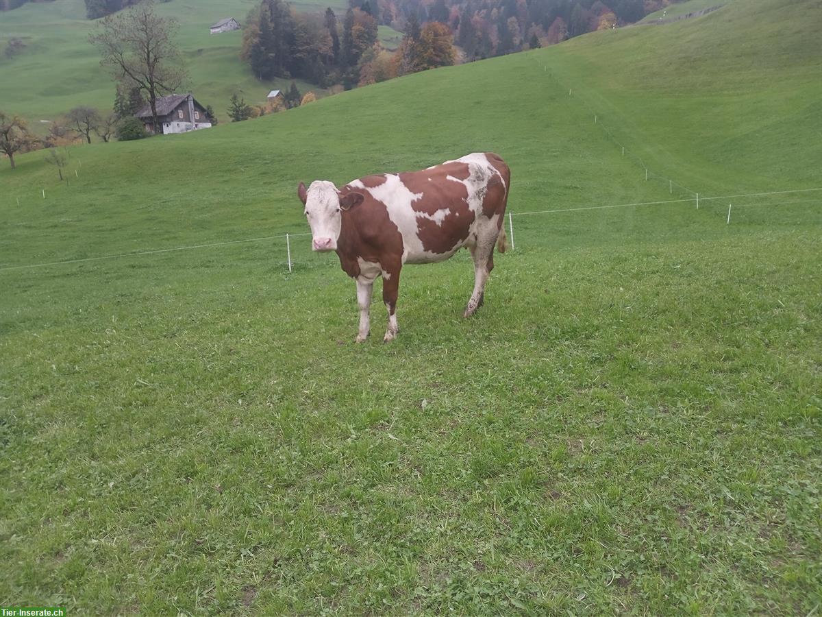 Bild 3: Montbéliard Milchkuh (gekalbt) zu verkaufen