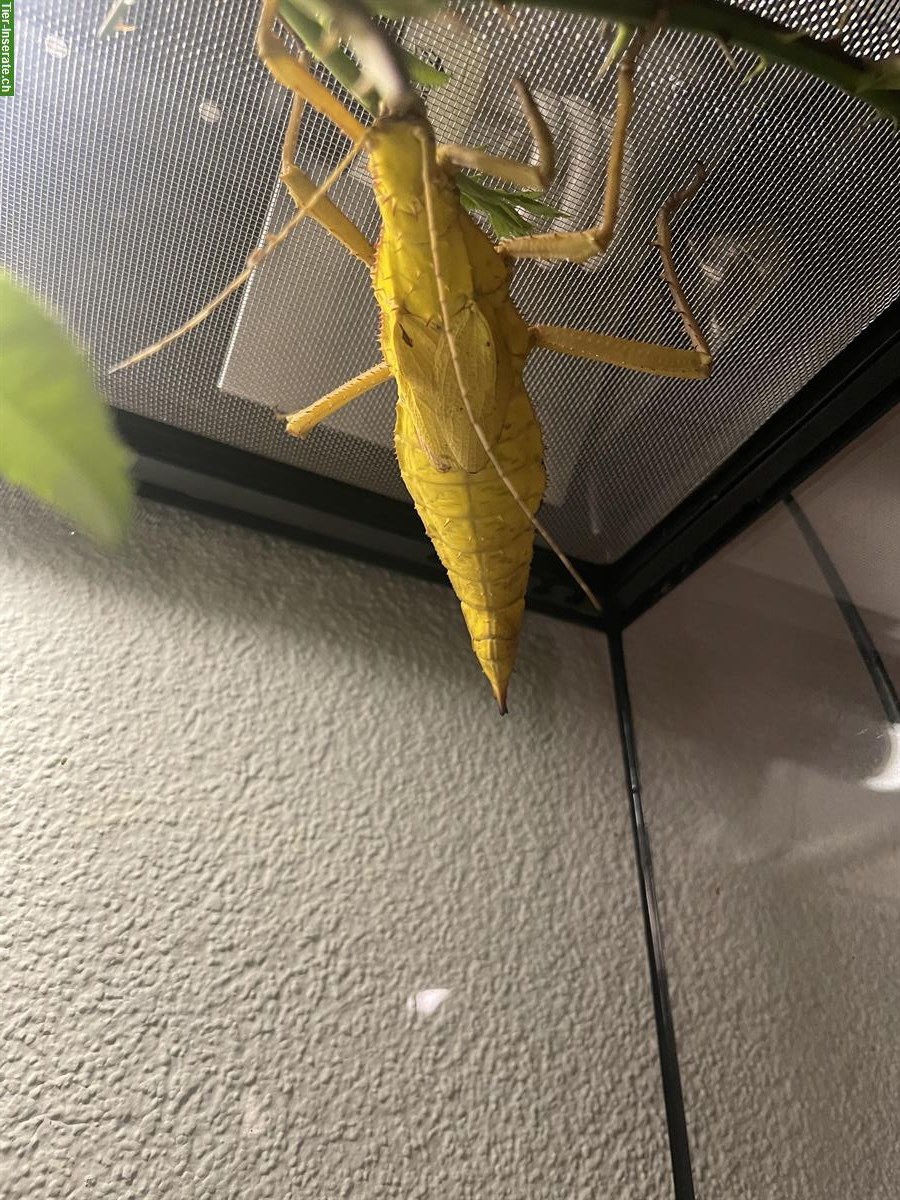 Bild 2: Heteropteryx Dilatata Babys abzugeben
