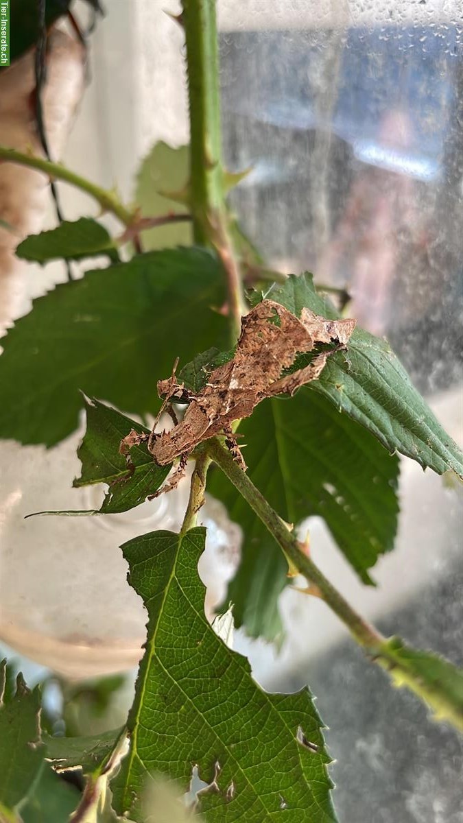 Bild 3: Heteropteryx Dilatata Babys abzugeben
