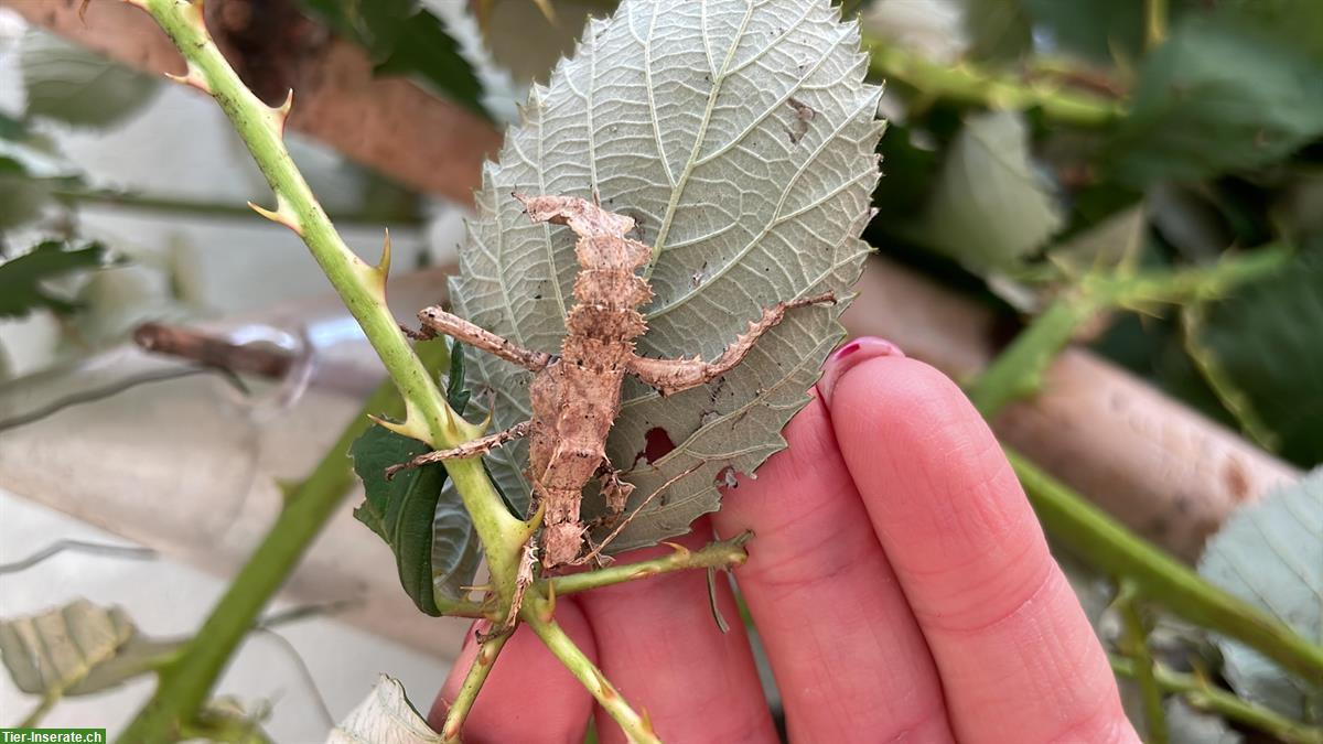 Bild 4: Heteropteryx Dilatata Babys abzugeben