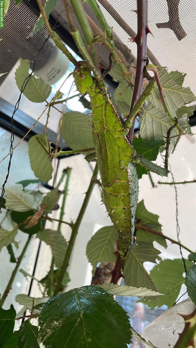 Bild 5: Heteropteryx Dilatata Babys abzugeben