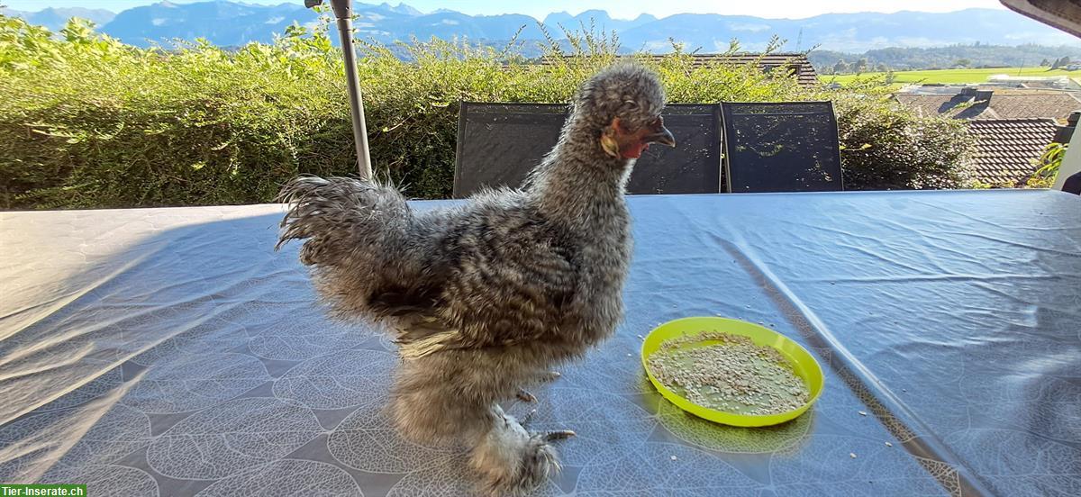 Bild 3: Junger Seidenhahn zu verkaufen