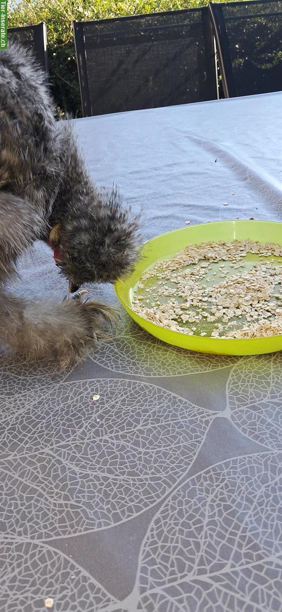 Bild 4: Junger Seidenhahn zu verkaufen