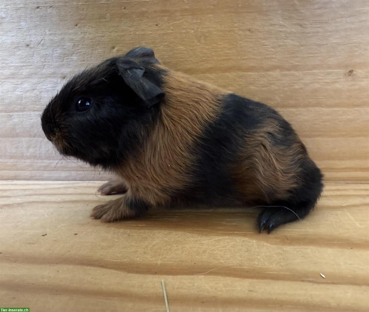 CH-Teddy Meerschweinchen Babys abzugeben