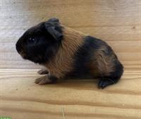 CH-Teddy Meerschweinchen Babys abzugeben
