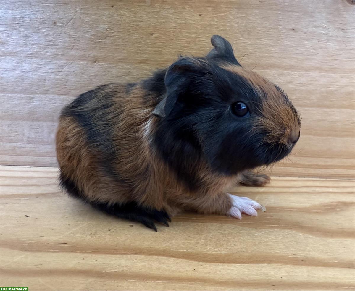 Bild 2: CH-Teddy Meerschweinchen Babys abzugeben