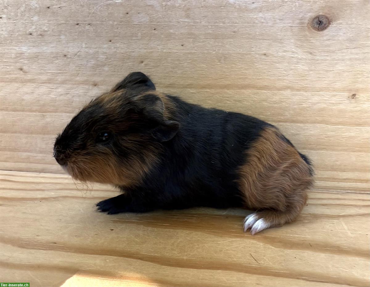 Bild 3: CH-Teddy Meerschweinchen Babys abzugeben