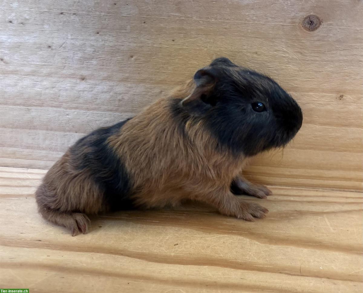 Bild 4: CH-Teddy Meerschweinchen Babys abzugeben