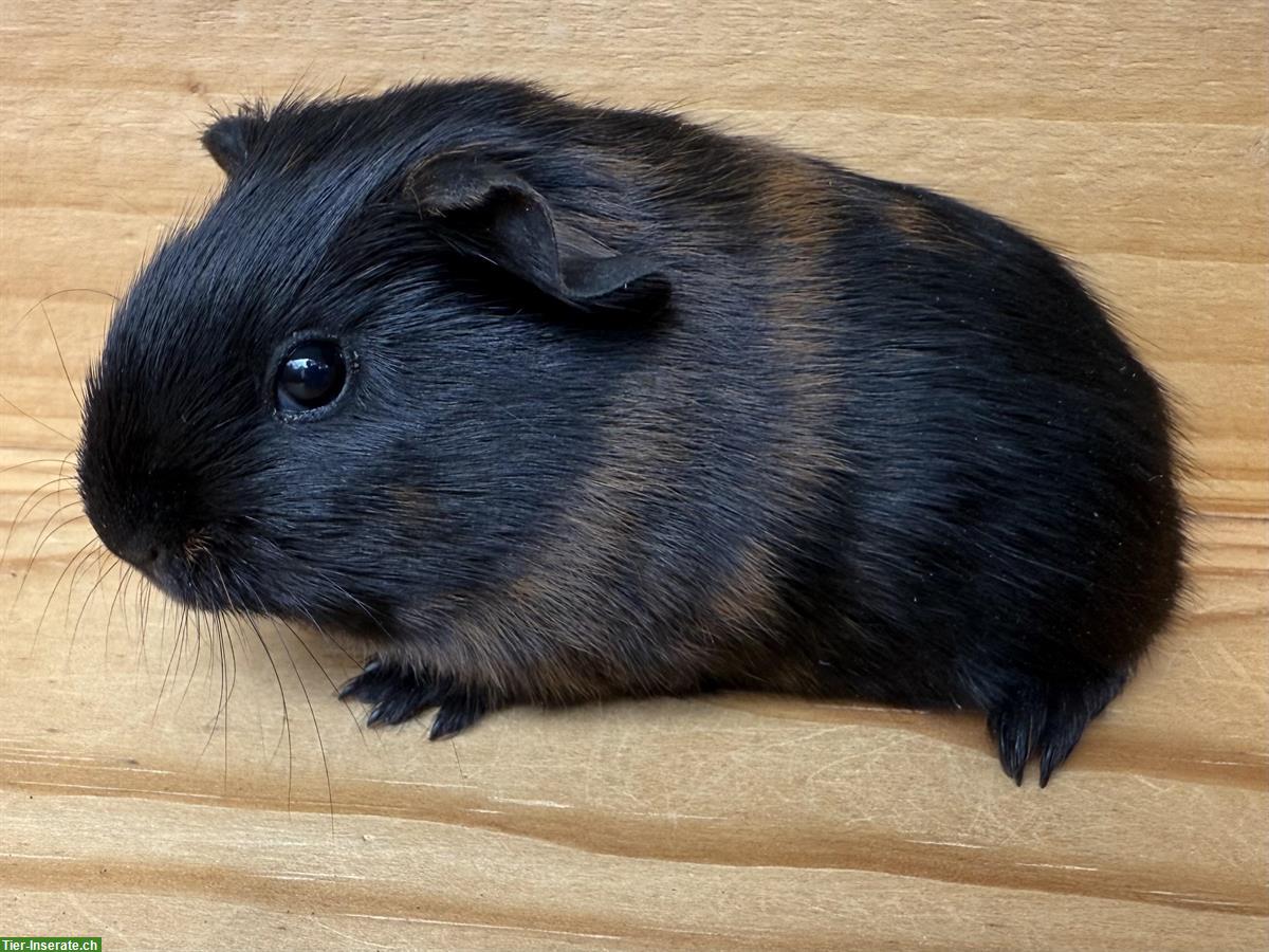 Junge Glatthaar-Meerschweinchen zu verkaufen