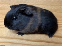 Junge Glatthaar-Meerschweinchen zu verkaufen