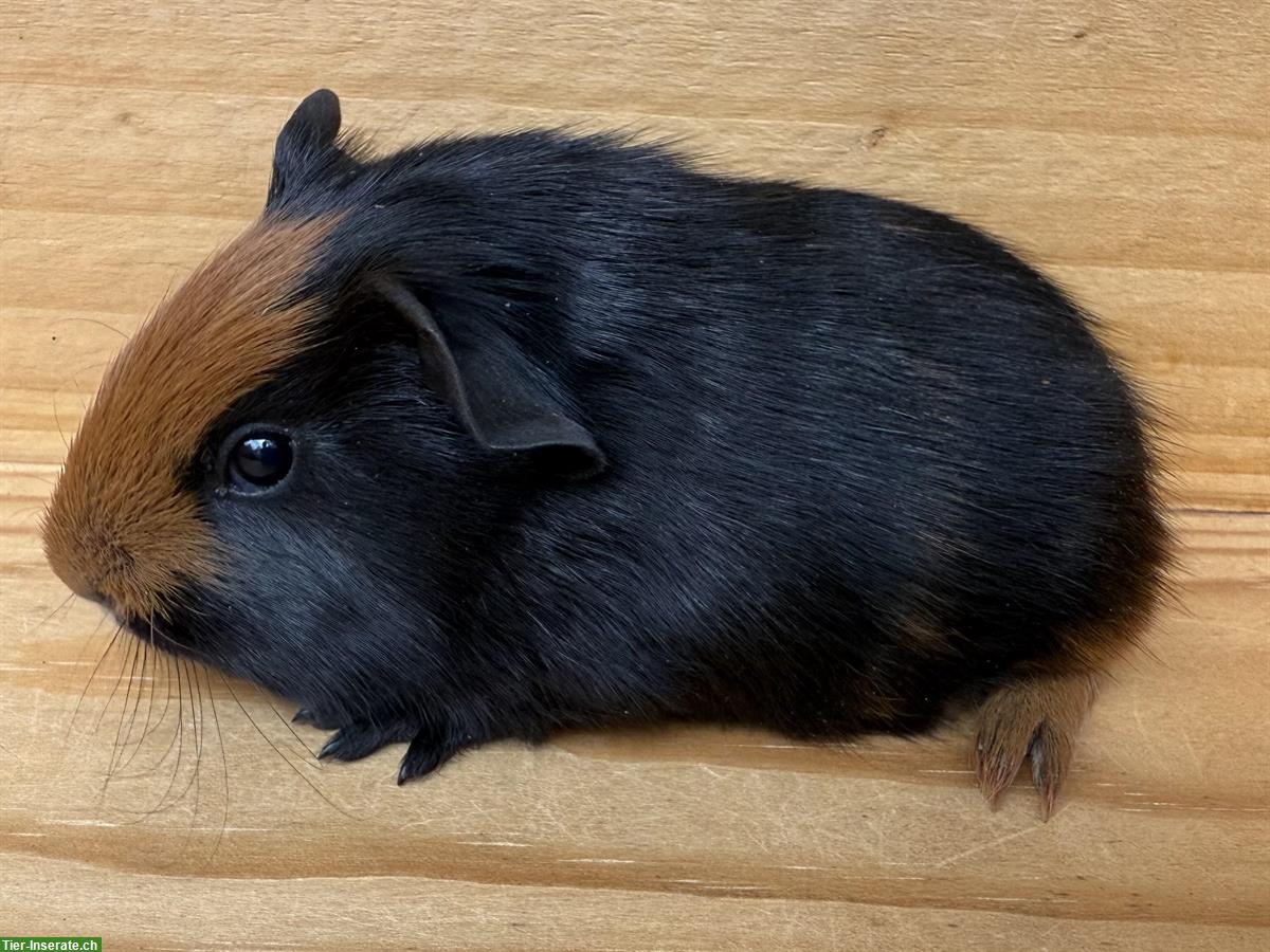 Bild 2: Junge Glatthaar-Meerschweinchen zu verkaufen