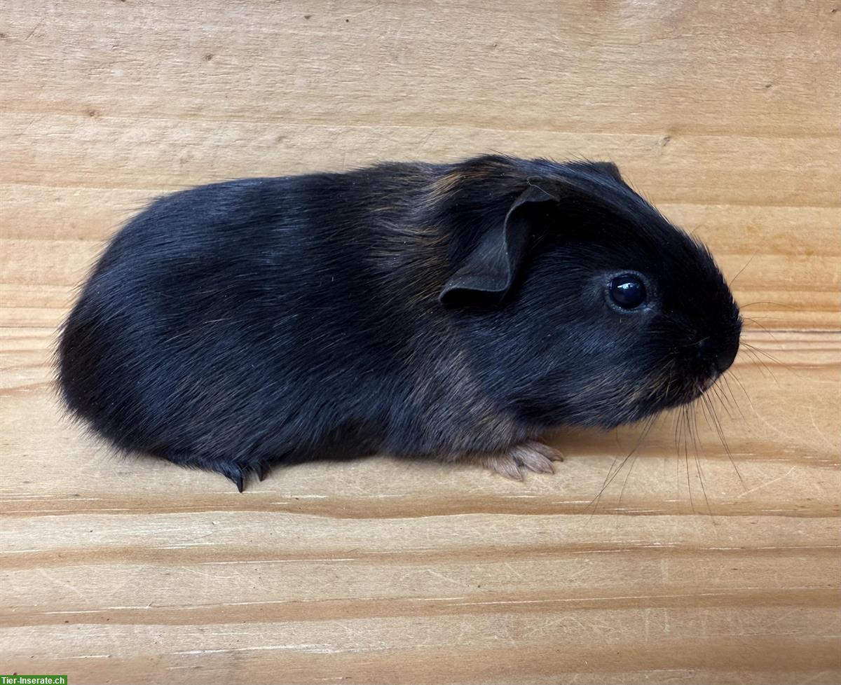 Bild 3: Junge Glatthaar-Meerschweinchen zu verkaufen