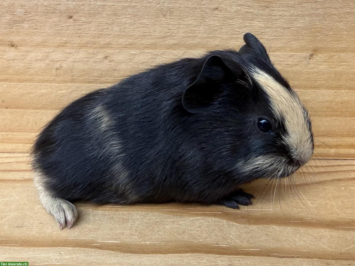 Bild 4: Junge Glatthaar-Meerschweinchen zu verkaufen