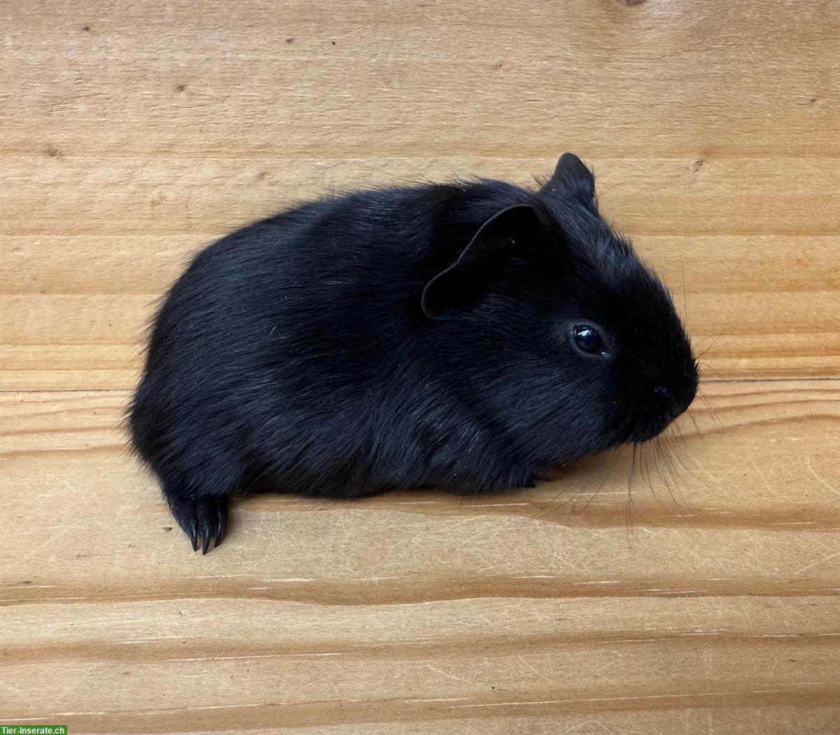 Bild 5: Junge Glatthaar-Meerschweinchen zu verkaufen
