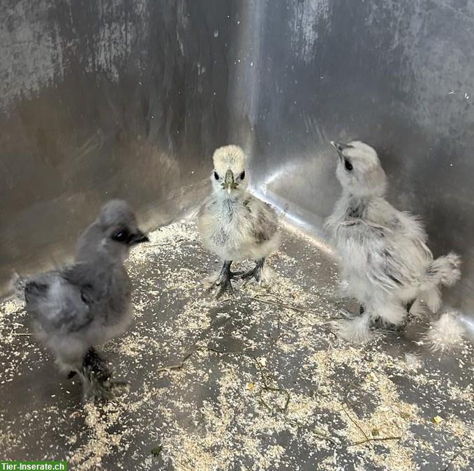 Seidenhuhn Küken, männlich, zu verkaufen