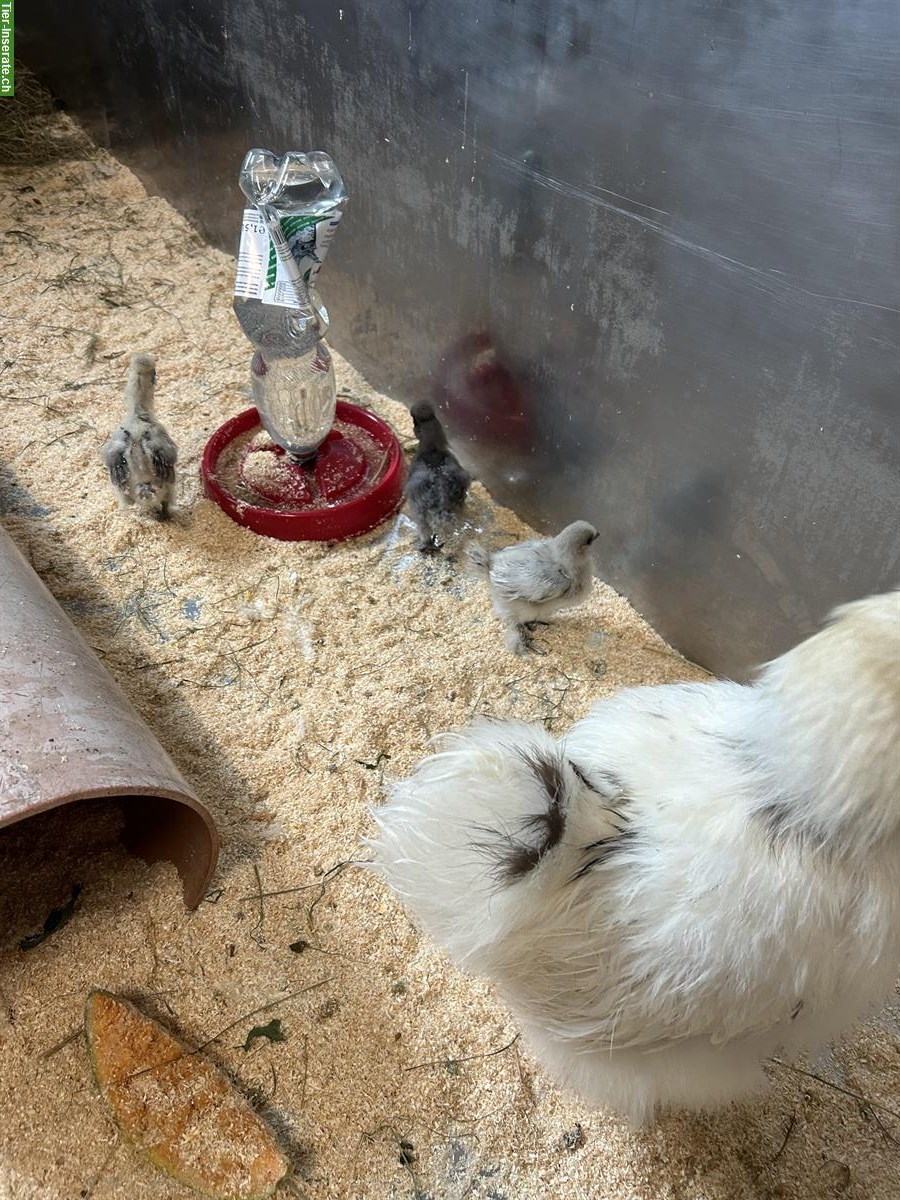 Bild 4: Seidenhuhn Küken, männlich, zu verkaufen