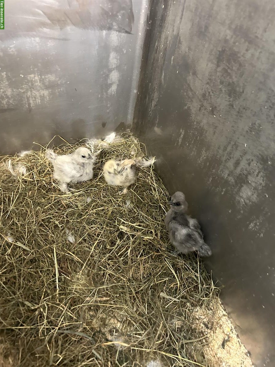 Bild 5: Seidenhuhn Küken, männlich, zu verkaufen