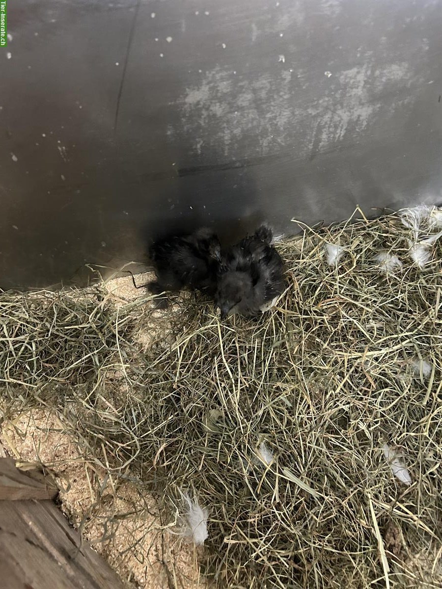 Bild 6: Seidenhuhn Küken, männlich, zu verkaufen