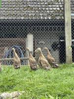 5 junge Laufenten gratis abzugeben