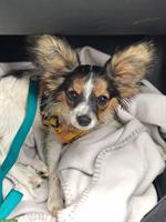 Papillon Hündin sucht liebevolles Daheim