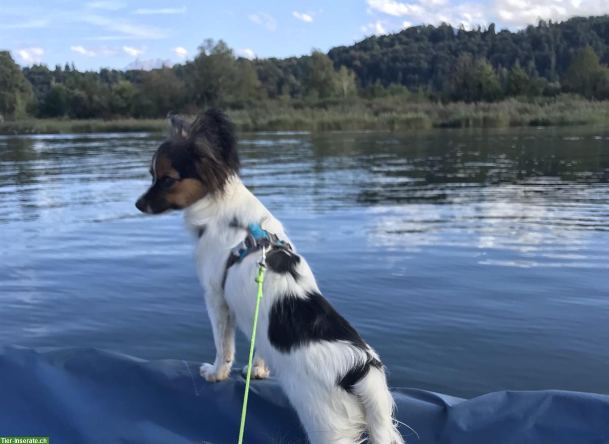 Bild 2: Papillon Hündin sucht liebevolles Daheim