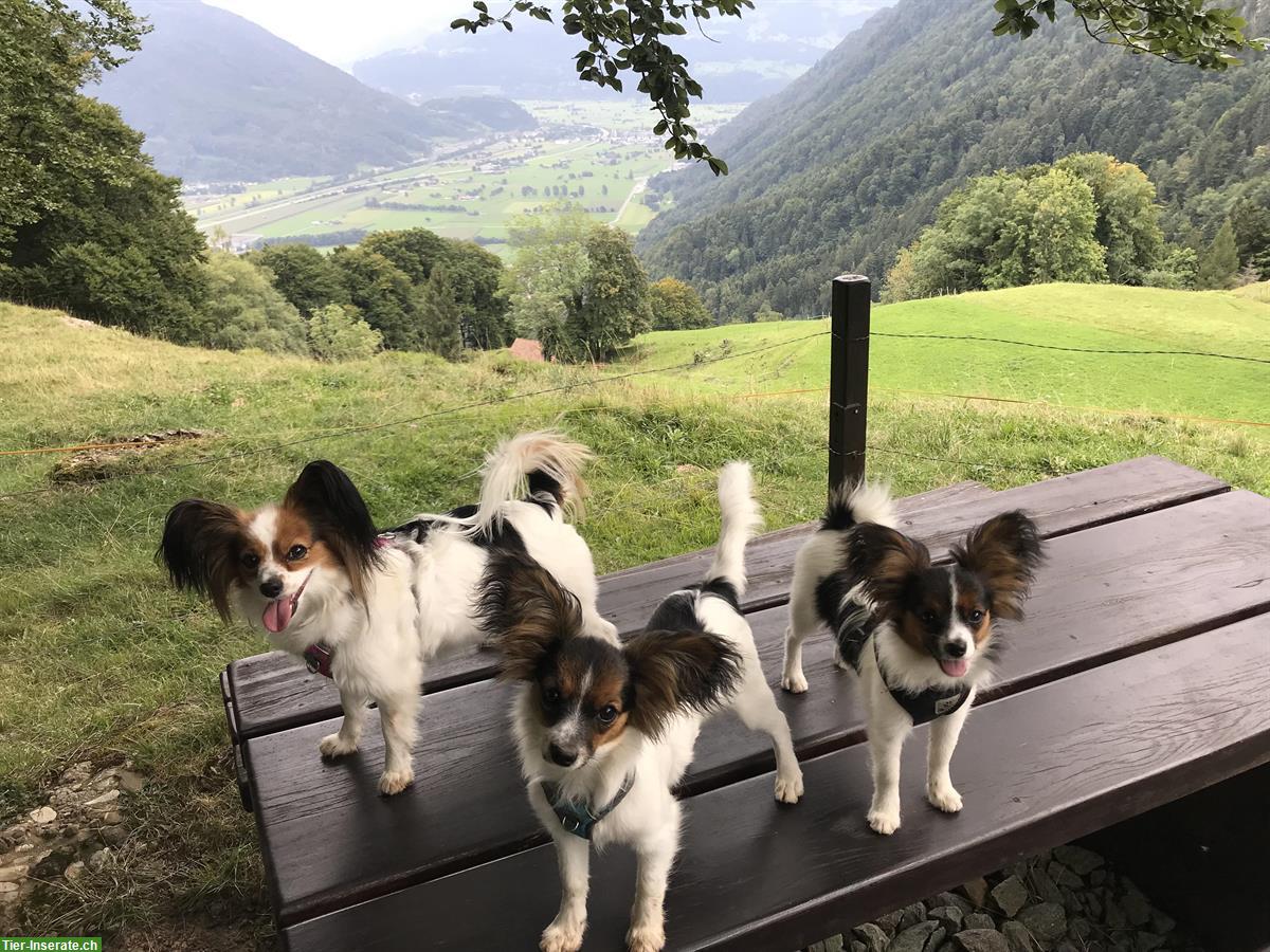 Bild 3: Papillon Hündin sucht liebevolles Daheim