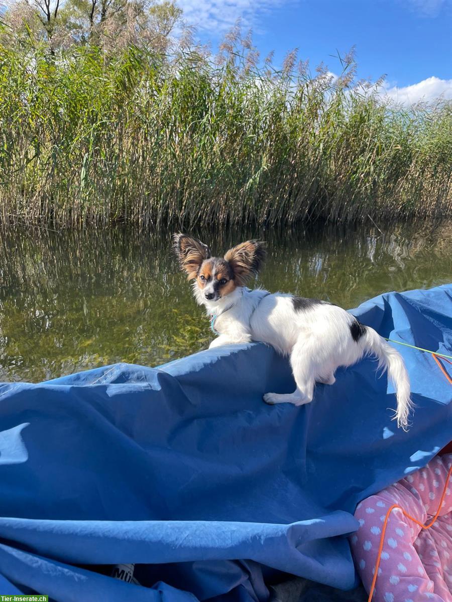 Bild 4: Papillon Hündin sucht liebevolles Daheim